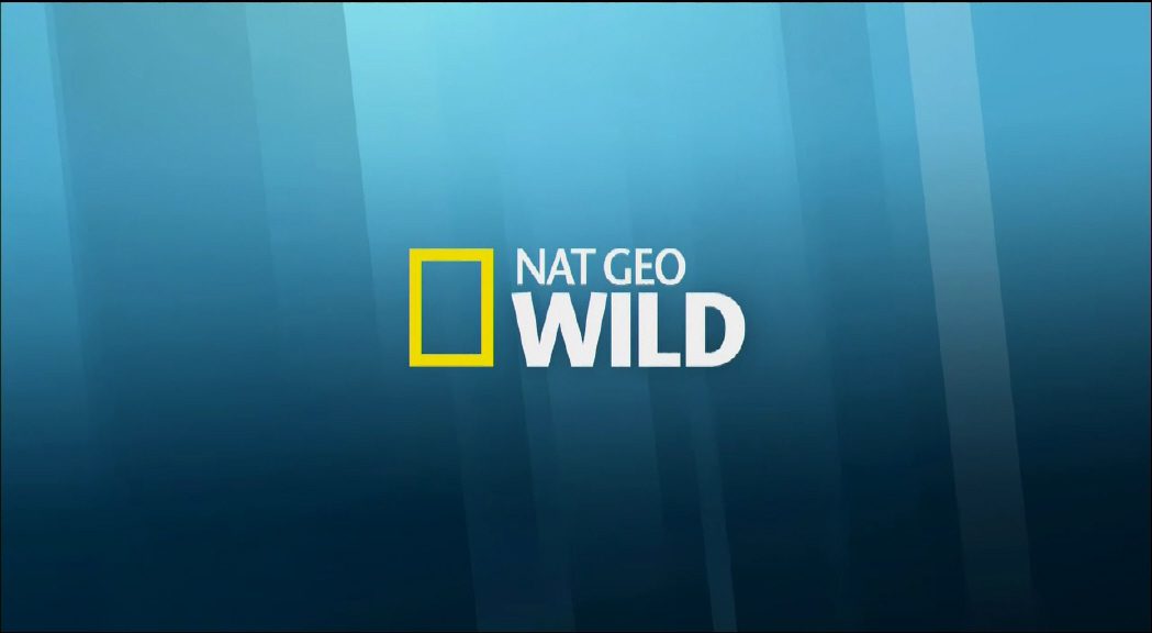 Nat Geo Wild: 2015 Idents & Presentation