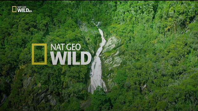 Nat Geo Wild Italia