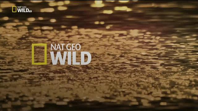 Nat Geo Wild Italia